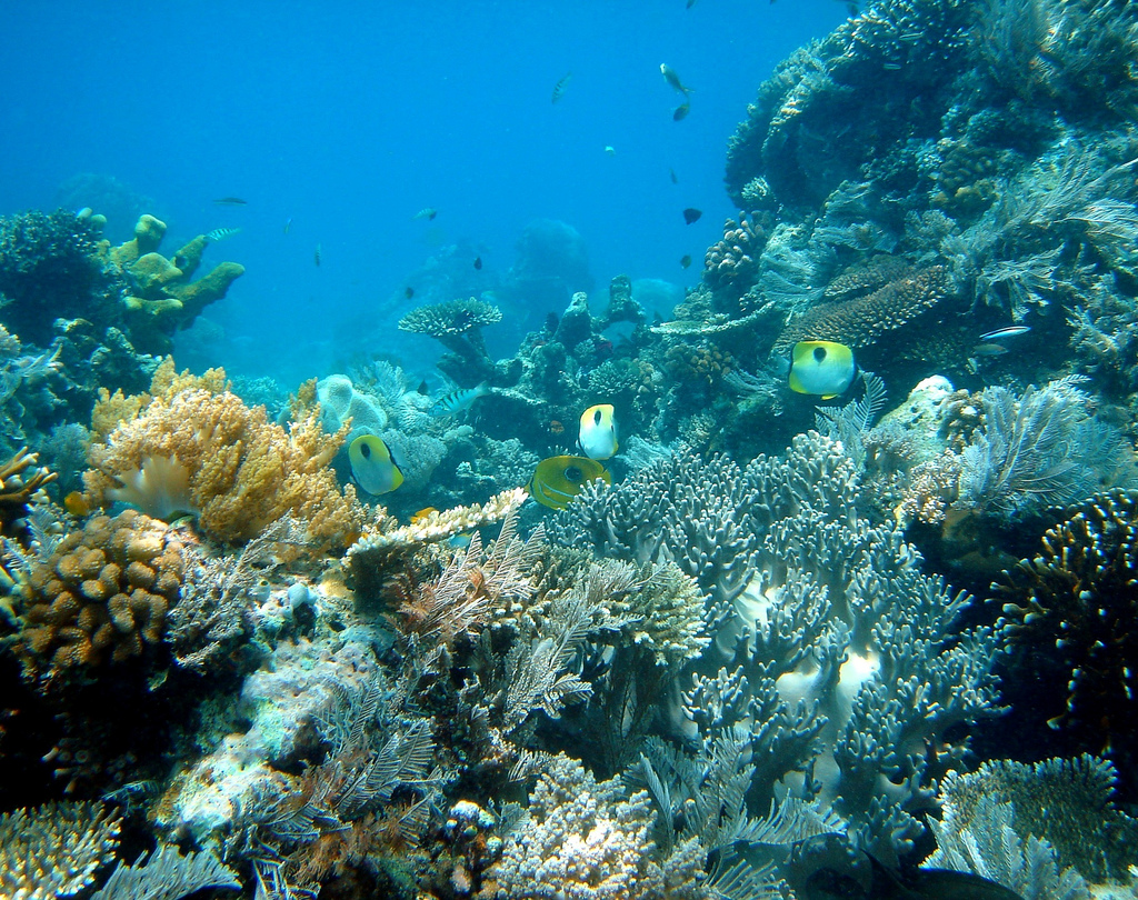 Snorkeling Tours