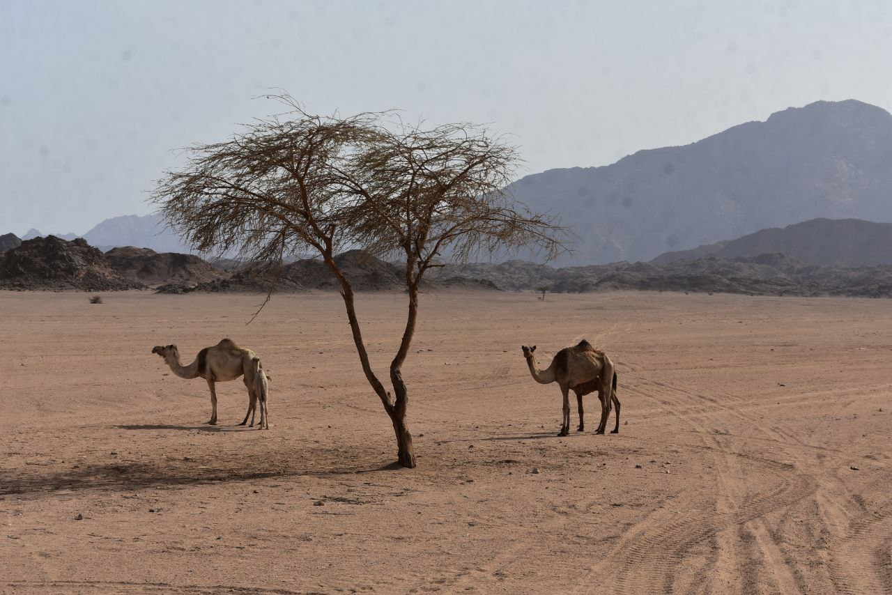 Acacia tree