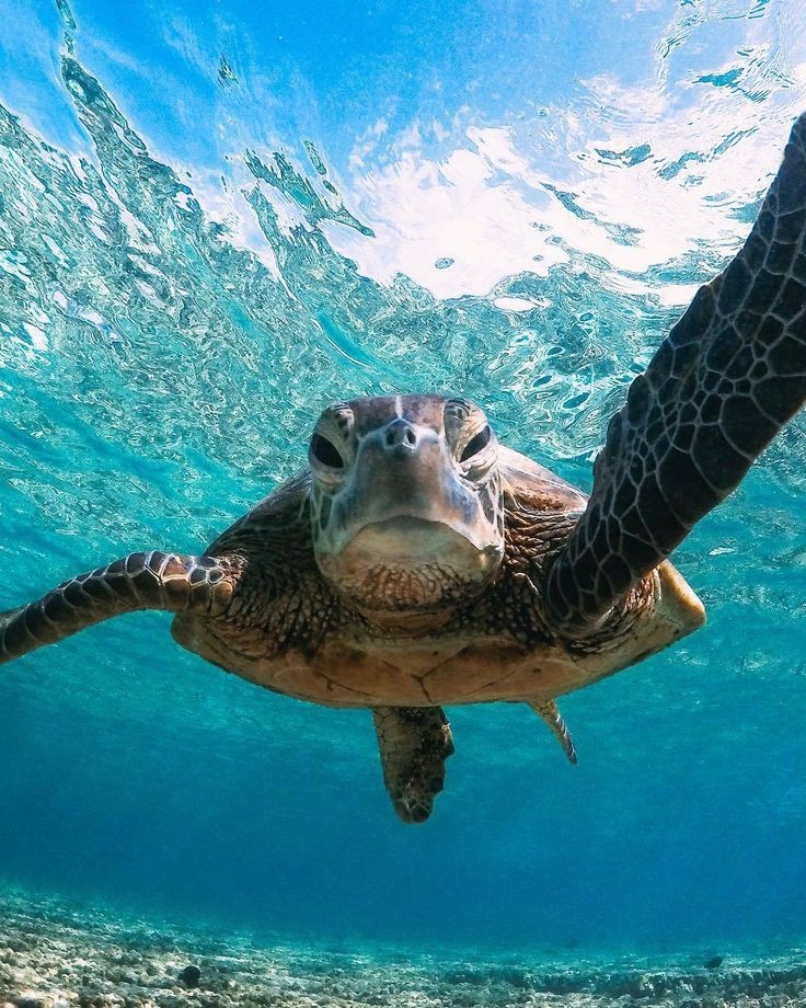 Marsa Mubarak Snorkeling