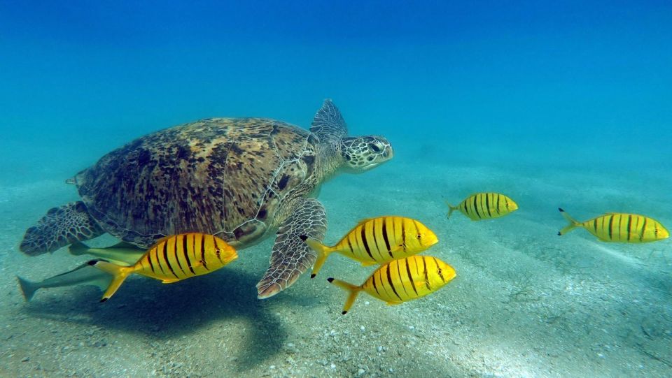 Snorkeling a Marsa Mubarak