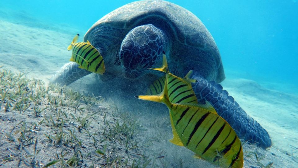 Marsa Mubarak Snorkeling