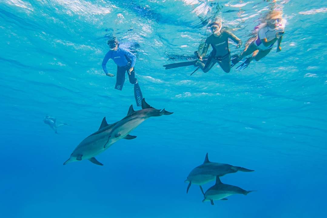 Marsa Alam: Ogród Koralowy