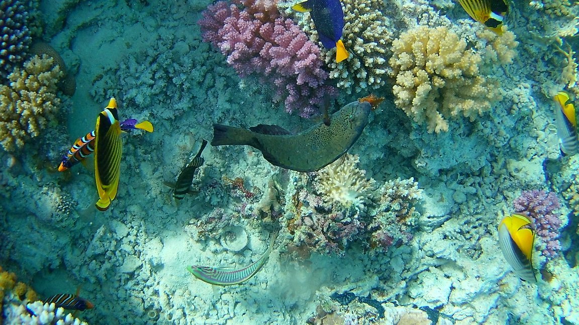 Marsa Alam: Ogród Koralowy