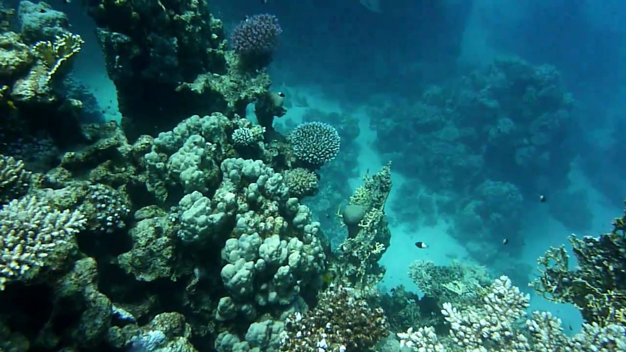 Marsa Alam: Giardino di Coralli