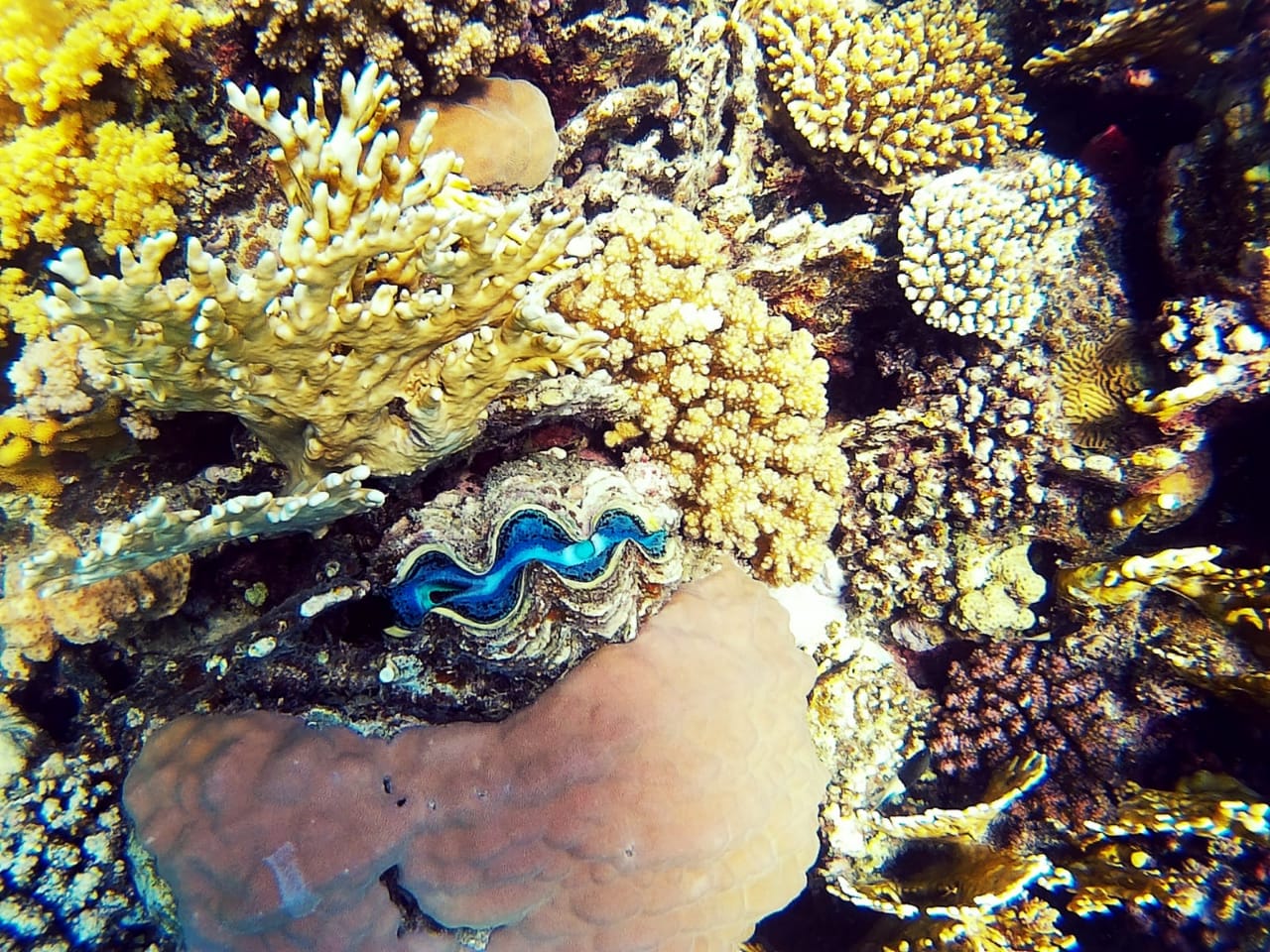 Marsa Alam: Coral Garden